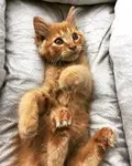 orange-kitten