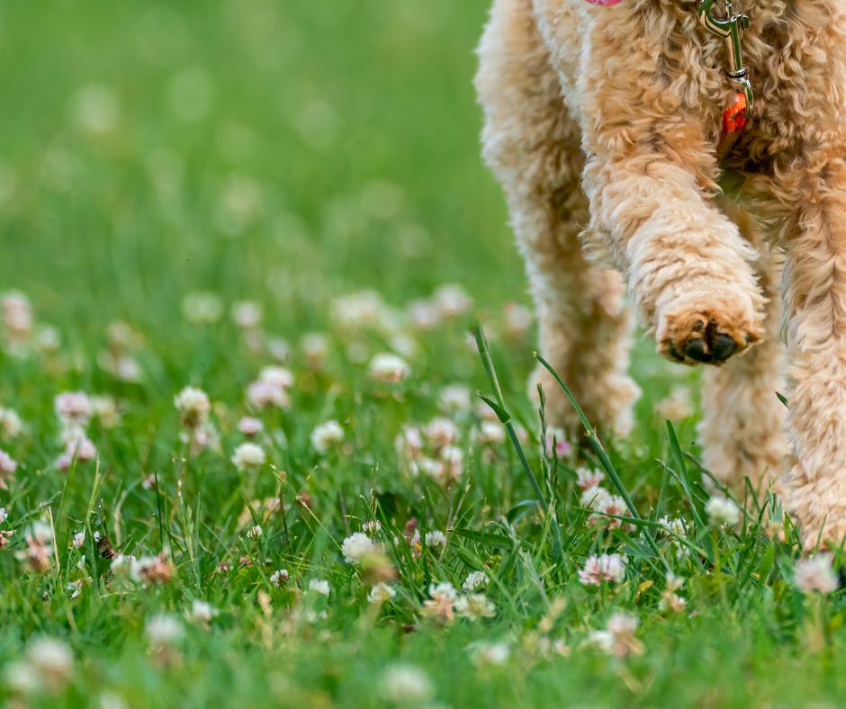 doodle dogs legs running through grassy lawn.