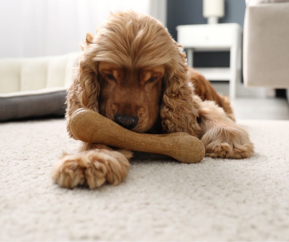 spaniel dog laying on a carpet with a toy in his mouth.