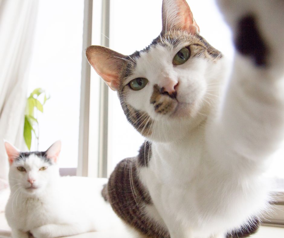 two tabby and white cats with one reaching forward..