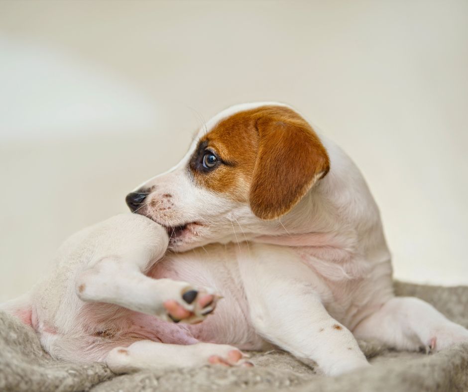 beagle dog biting at its leg.