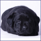 black puppy
