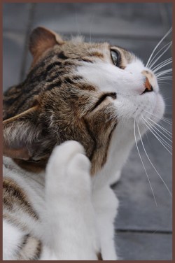 Cat Scratching it's Face Cat Scratching