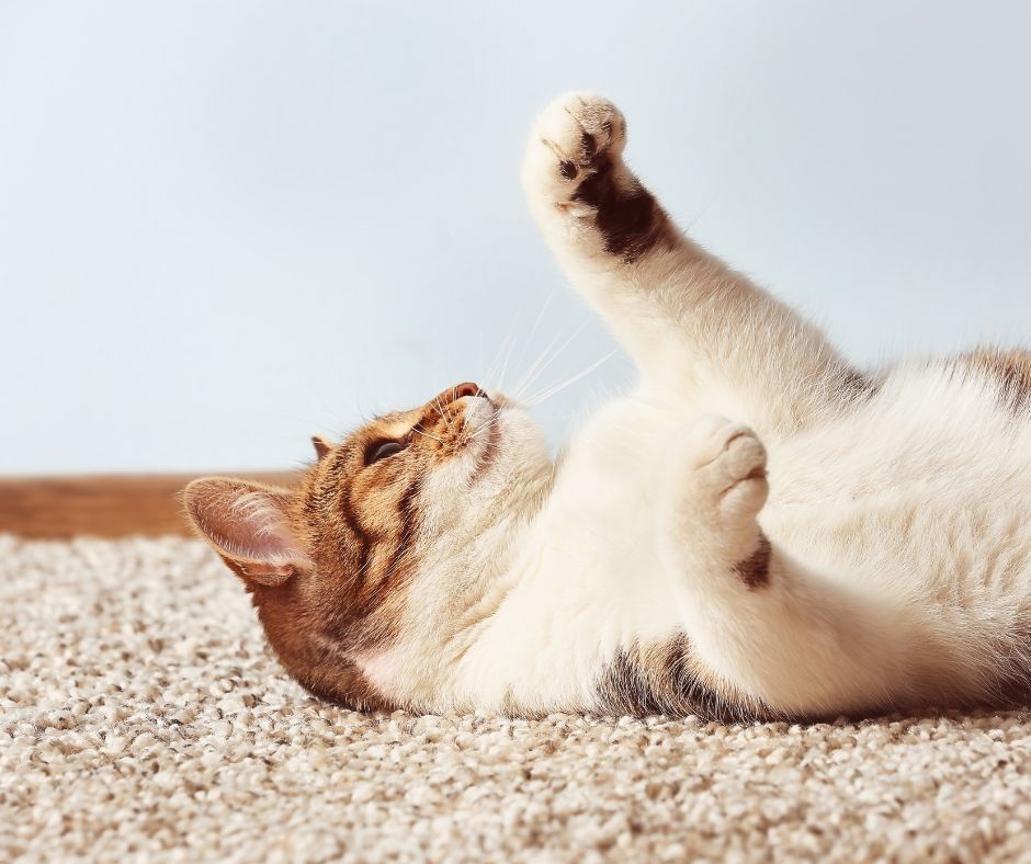 Playful Kitty cat rolling belly-up on a carpet.