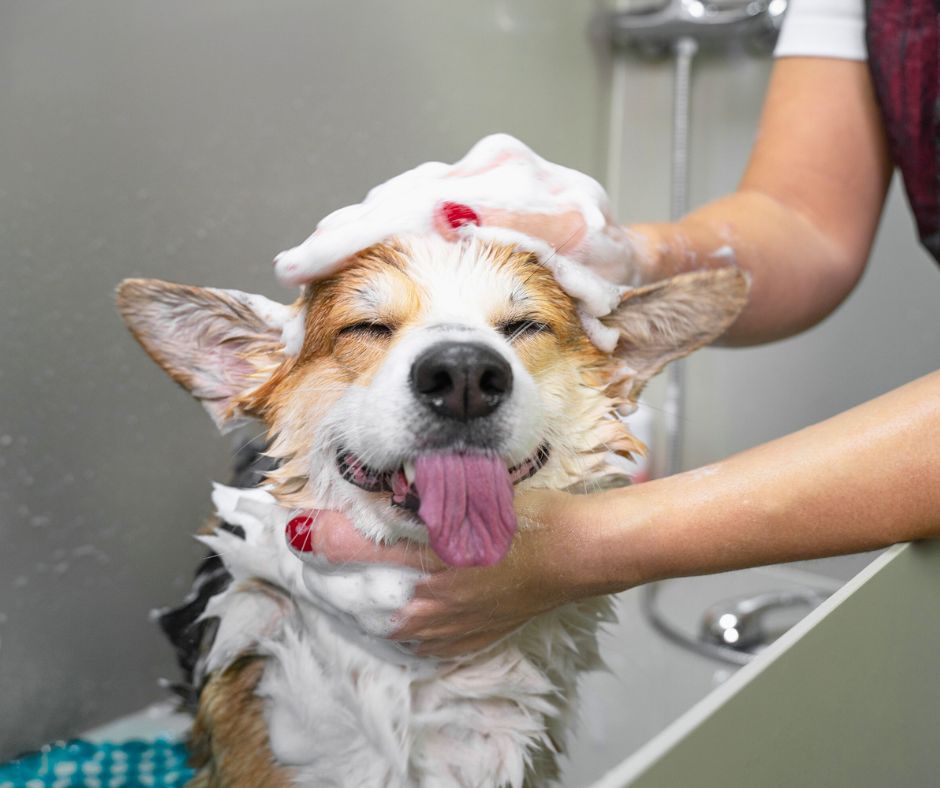 funny dog in bath with shampoo and tongue out.