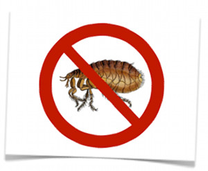 no fleas