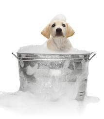 Bathtime! puppy bathtime