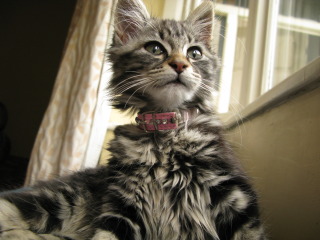 Mittens female brown tabby kitten