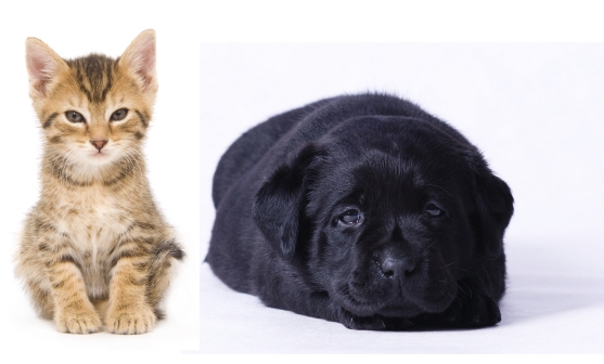 kitten and puppy