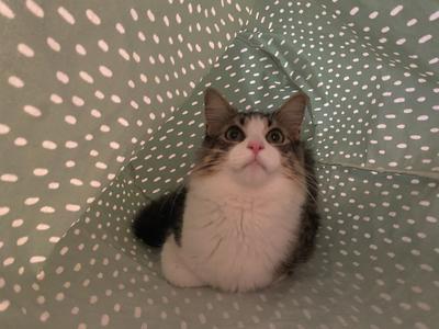Oliver tiger and white kitty hiding