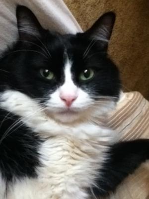 Oliver the Black and White Cat black and white cat closeup
