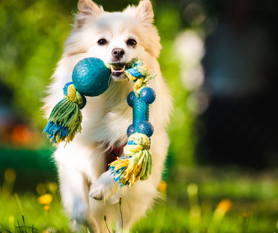 pomeranian dog with rope toy outside running toward camera.