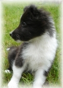 black and white sheltie puppy