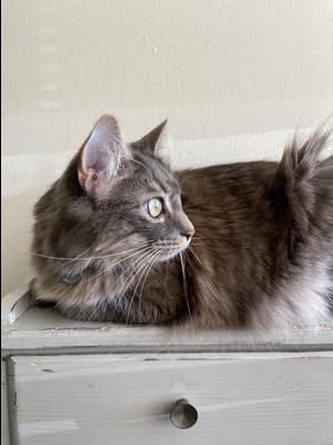 Pretty Kitty cat looking toward the right