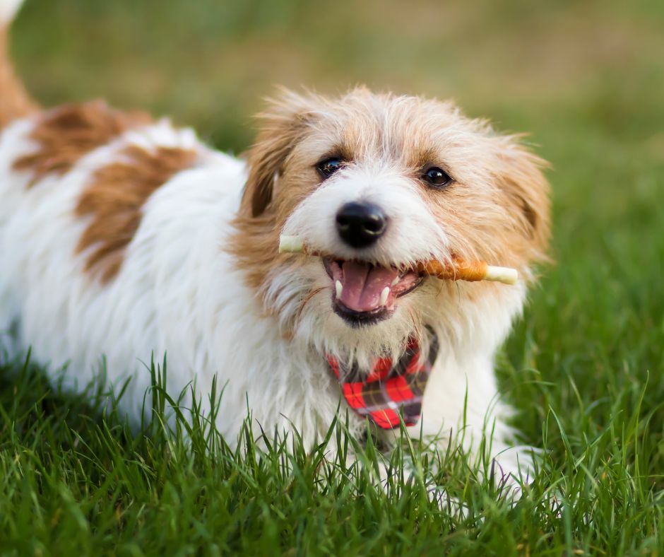 A Pest-Free Backyard! cute terrier dog with a treat in his mouth on green grass lawn.
