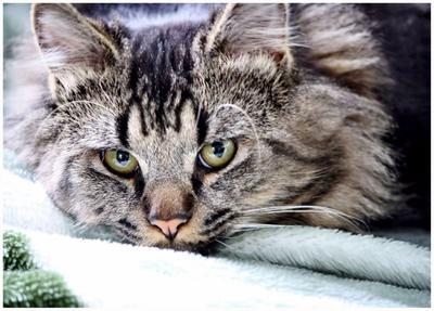 Kitty fluffy gray tiger kitty